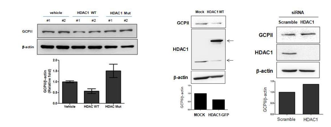 U87MG 세포에서 HDACI에 의한 GCPII 단백질의 레벨 변화