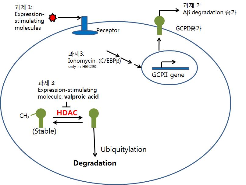 GCPII 단백질 레벨 조절 기전