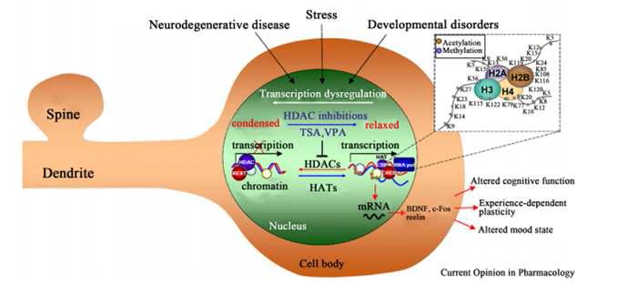 신경퇴행 과정에서의 HDAC 저해제의 작용기전