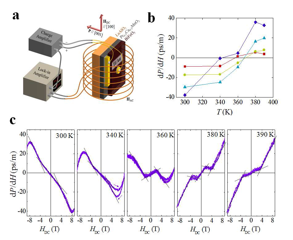 T-BFO 자기전기 감수율(magnetoelectric susceptibility; MES)의 자기장 의존성.