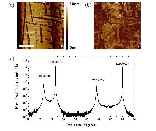 (a) T-BFO 박막의 16㎛×16㎛ AFM 이미지 (흰색 눈금자의 크기는 5㎛ 를 나타낸다.) (b) AFM과 동일한 구역에 대한 평면방향(In-plane) PFM 이미지 (c) 저온(10K)에서 측정한 XRD θ-2θ 주사 그래프