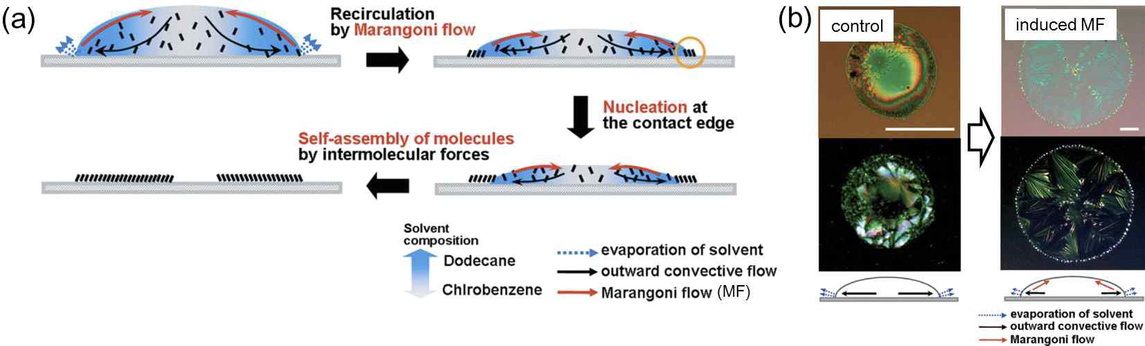 (a) dodecane/chlorobenzene (25/75) 이종 혼합용매를 사용한 TIPS pentacene 잉크방울의 기질 위 용매휘발과정 모식도; (b) 용매 휘발 후 기질 위로 형성된 최종 TIPS-pentacene의 광학 결정모폴로지: control (단일 용매); induced MF (혼합용매).[1]