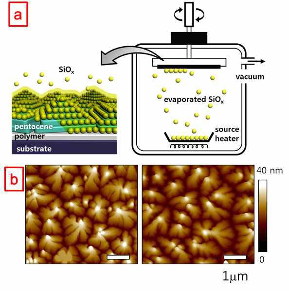 (a) 펜타센 박막 위로 열증착을 통한 SiOx 박막 도입 모식도; (b) SiOx 박막 도입 전 후 펜타센박막 AFM 모폴로지. (좌: 도입 전; 우: 도입 후)