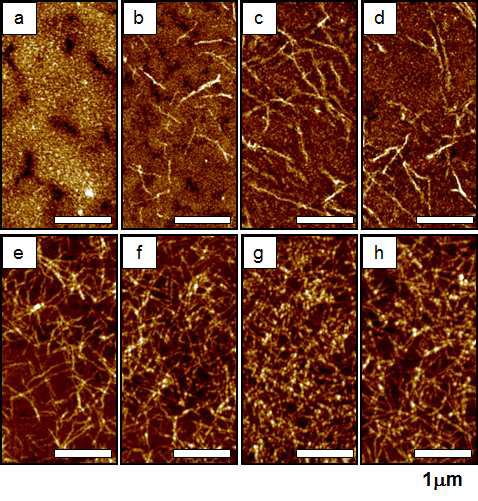초음파 처리시간을 달리한 0.1 % P3HT 용액의 스핀코팅 박막 내 결정모폴로지에 대한 AFM 분석결과: a) 0 분; b) 2 분; c) 2.5 분; d) 3 분; e) 3.5 분; f) 4 분; g) 6 분; h) 10 분 초음파처리 후.