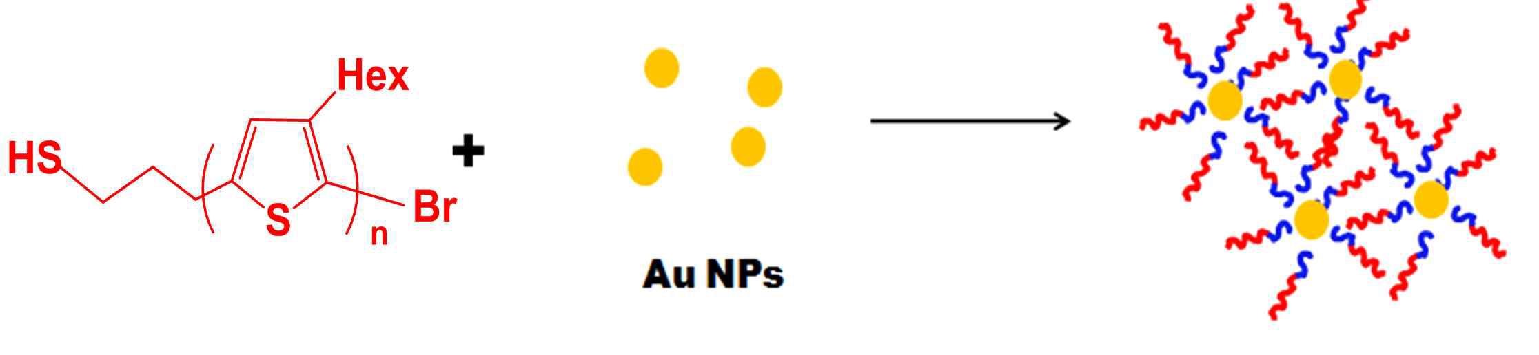 티올-말단 폴리(3-헥실티오펜) (P3HT-SH)과 금 입자 (Au NP)의 콤플렉스.