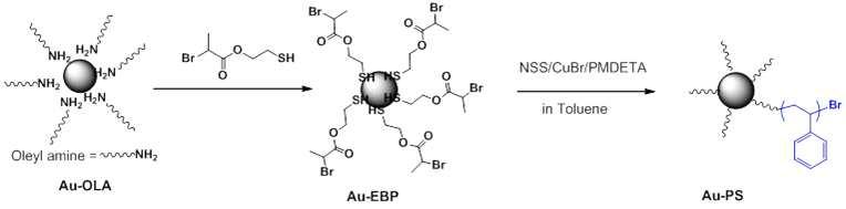 EBP-SH 표면개질 후, 금 나노입자에 스티렌 그래프팅 개략도.