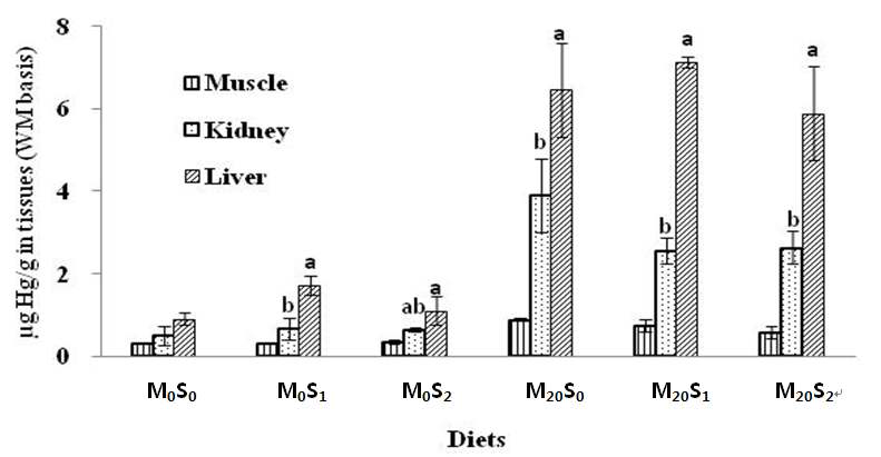 Total Hg concentrations of olive flounder (mean±SD, n=3) fed the experimental diets for 6 weeks in liver, kidney, and muscle tissues