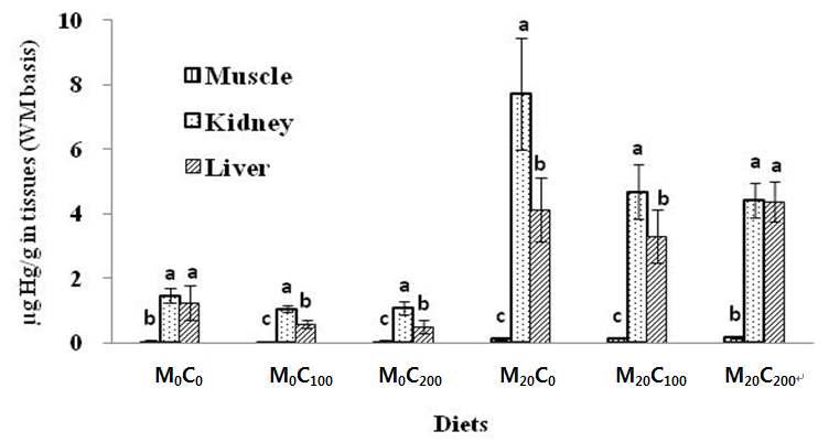 Total Hg concentrations of olive flounder (mean±SD, n=3) fed the experimental diets for 6 weeks in liver, kidney, and muscle tissues.
