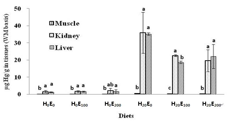 Total Hg concentrations of olive flounder (mean±SD, n=3) fed the experimental diets for 6 weeks in liver, kidney, and muscle tissues