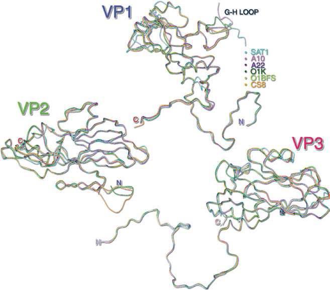 일곱 가지의 혈청학적 구제역 바이러스의 VP1, VP2, VP3 구조 차이 및 GH loop의 위치