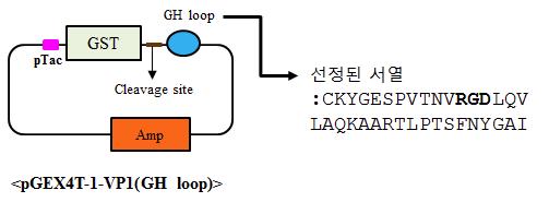 구제역 바이러스 VP1 항원의 발현을 위한 벡터의 설계