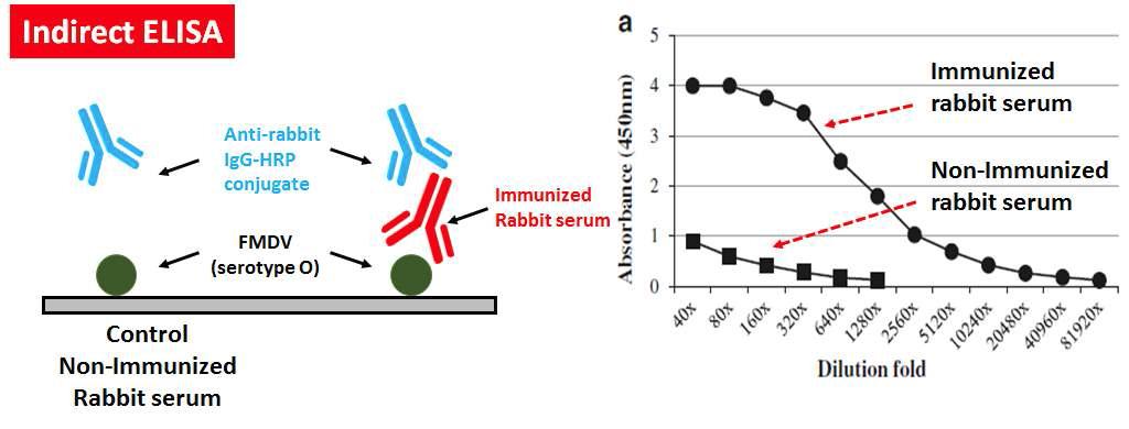 실제 구제역 바이러스 단백질과 생산한 VP1과의 면역 혈청 반응성 실험 모식도(좌)와 결과(우)