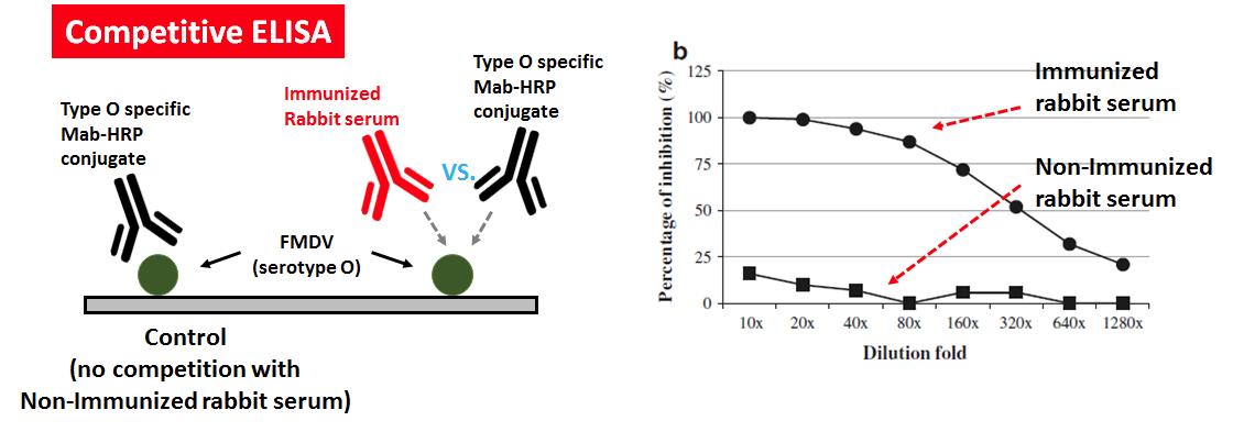 VP1 면역혈청에서 실제 바이러스 단백질에 대한 중화 항체 유도능 검증 모식도(좌)와 결과(우)