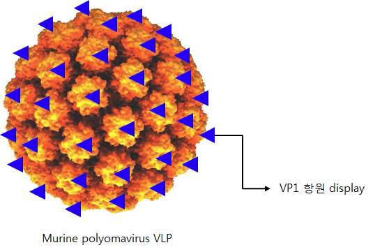 Murine Polyomavirus VLP에 구제역 바이러스 VP1 GH loop 항원 부분의 display 모식도