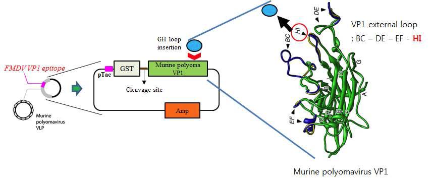 구제역 바이러스의 VP1이 display 되어 있는 virus-like particle 생산을 위한 클로닝 전략과 Murine polyomavirus VP1의 구조