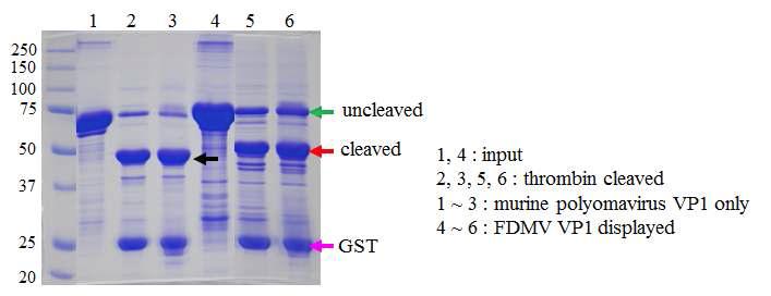 Thrombin의 절단 반응을 통한 GST-tag의 제거