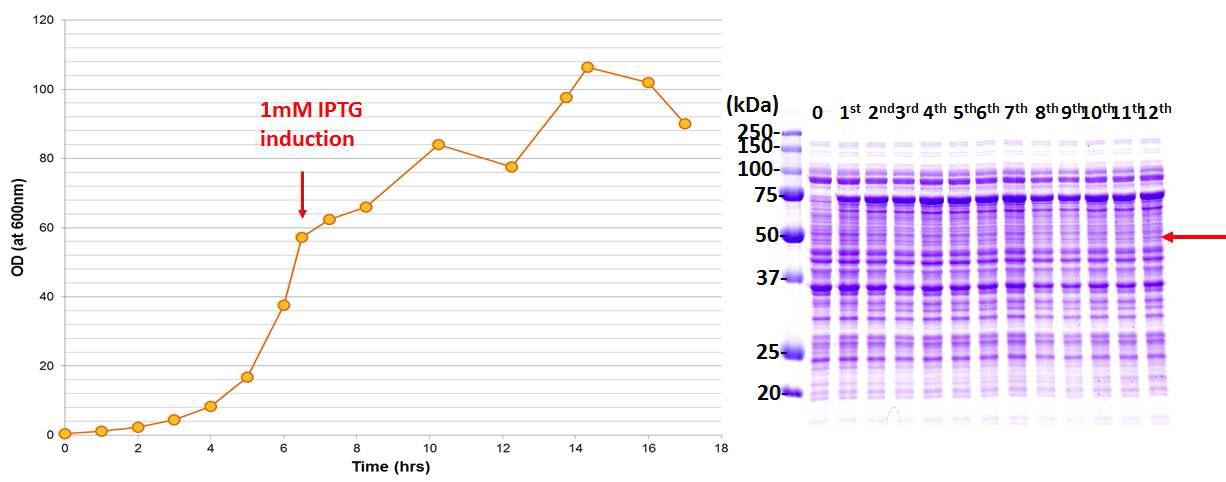 chimeric monomer를 대량으로 생산하기 위한 세포 고농도 배양 결과와 시간대 별 발현 PAGE 분석