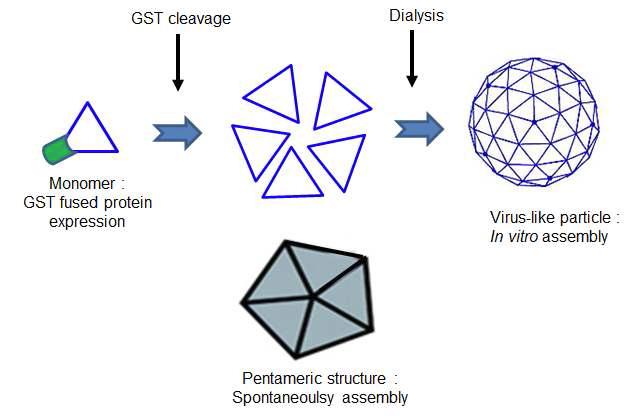 본 시스템을 이용한 virus-like particle의 형성 과정 모식도