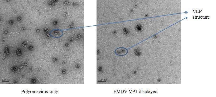 투과 전자 현미경으로 확인한 Murine Polyomavirus-like particle과 구제역 바이러스의 일부가 display된 chimeric virus-like particle의 모양