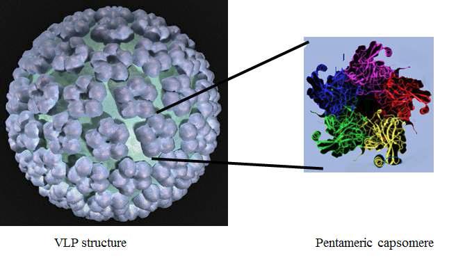 일반적인 VLP 구조(좌)와 capsomere의 구조(우)