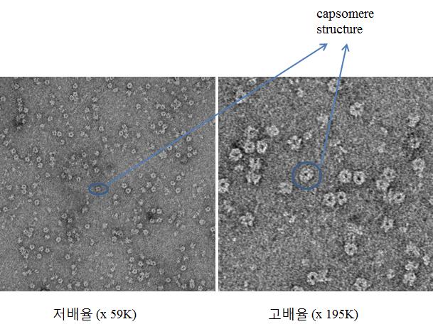 구제역 바이러스 VP1이 display된 capsomere의 전자현미경을 이용한 구조 분석