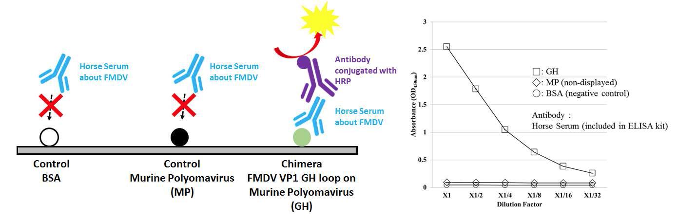 진단용 kit를 이용한 chimeric virus-like particle의 구제역 바이러스 항체에 대한 ELISA 면역 유도 반응 실험 모식도(좌)와 결과(우)