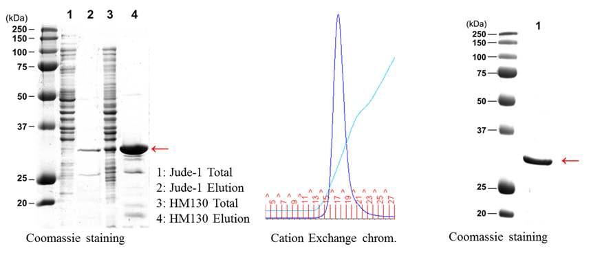 Jude-1 균주와 HM130 균주의 발현 양 비교 미 이온 교환 크로마토그래피 후의 항체 순도