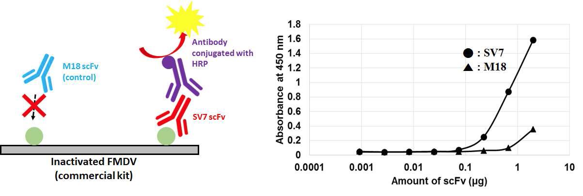 고순도의 대조군과 선정된 후보 항체를 이용한 구제역 바이러스 목표 ELISA 모식도(좌) 및 결과(우)