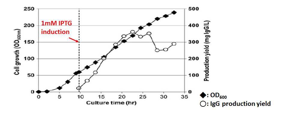 OD600=60일 때 induction 했을 경우의 최대 성장 세포 농도와 IgG 생산 수율