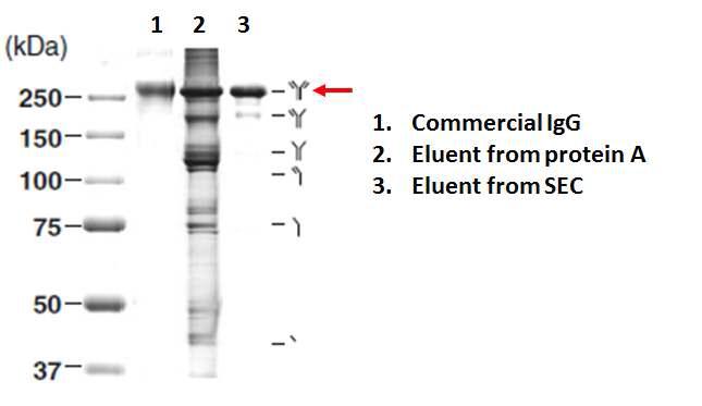 상업용 IgG (대조군)와 정제한 IgG의 크기 및 순도에 대한 PAGE 분석