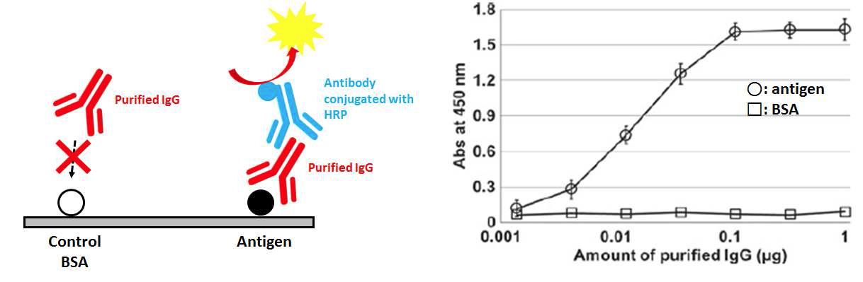 정제한 IgG의 항원에 대한 ELISA 분석 모식도(좌)와 결과(우)