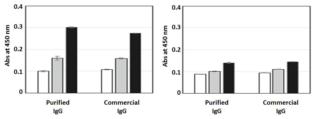 FcRn 수용체에 대한 생산한 IgG와 상업용 IgG의 친화력 비교