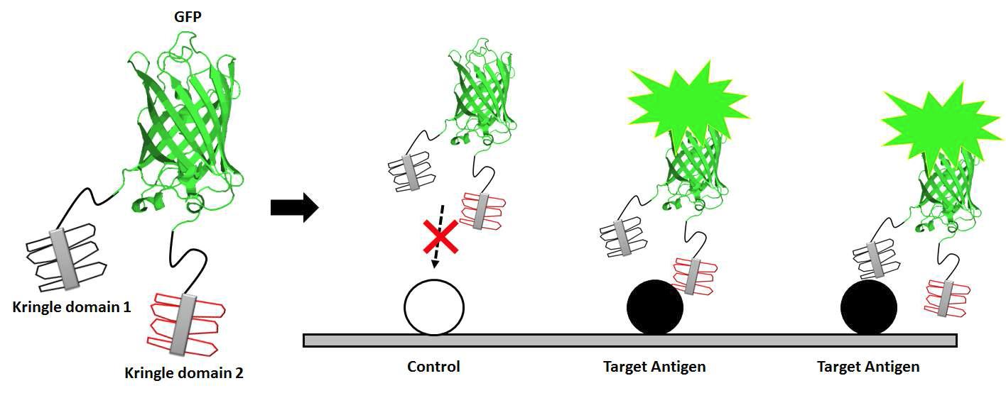 비항체 scaffold 단백질과 녹색 형광 단백질을 이용한 one-step 진단 시스템의 모식도