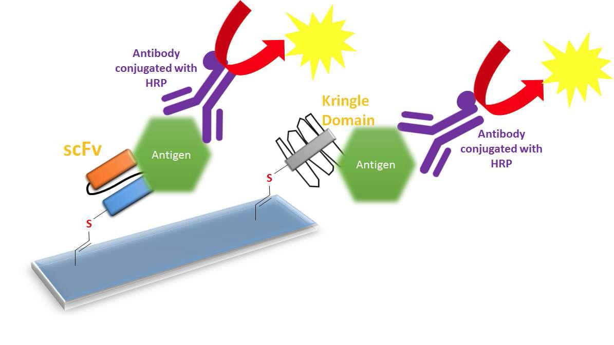 pV4D4 코팅 기판 위 scFv, kringle domain 고정화 후 항원의 진단 모식도