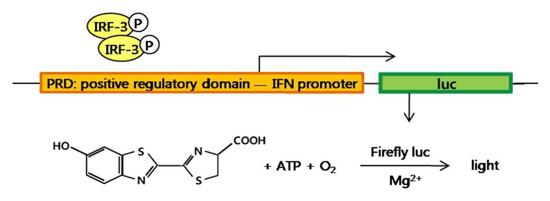 인터페론 발현 정량을 위한 luciferase reporter 시스템