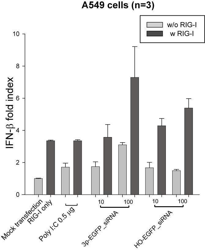 A549 세포주에 EGFP target siRNA를 도입시켰을 때의 IFN-β 발현 정량