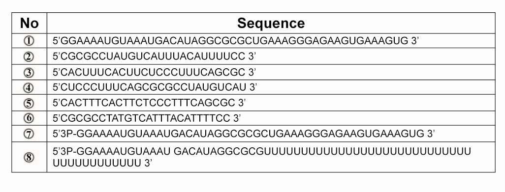 RIG-I Helicase 연구에 사용된 핵산기질의 염기서열