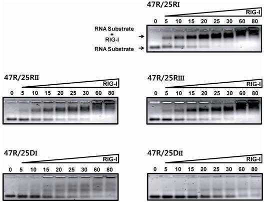 EMSA assay를 통한 여러 형태의 RNA 기질에 따른 RIG-I helicase의 결합력 비교