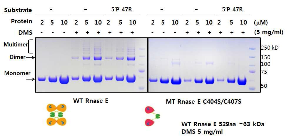 화학가교 방법을 통한 RNase E 와 MT RNase의 다량체 구조 확인