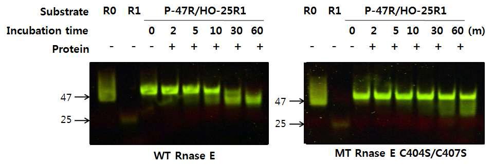 RNase E의 다량체 구조 형성에 따른 RNA 기질의 절단활성 확인