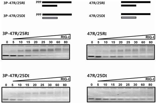 5′-말단에 삼인산을 가진 RNA 기질과 과 RIG-I helicase의 결합력 효과 비교