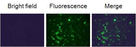 도립형광현미경을 이용한 A549 세포주의 GFP발현 확인