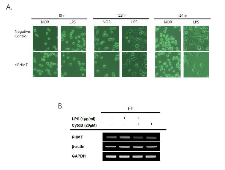 Involvement of methylation on actin cytoskeleton in macrophages activated with LPS.