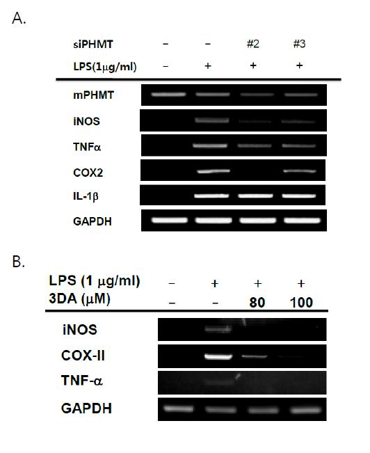 The effect of 3DA and PHMT on the mRNA expression of pro-inflammatory cytokines in LPS-treated RAW264.7 cells.