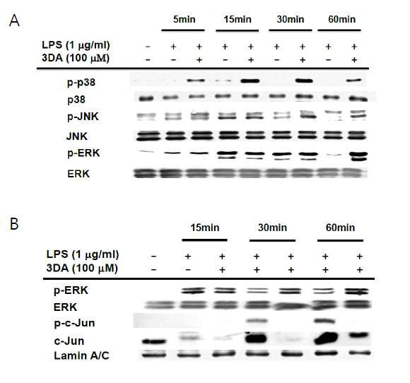 Involvement of Methylation in the nuclear translocation of c-jun under TLR4-activation conditions in macrophages.