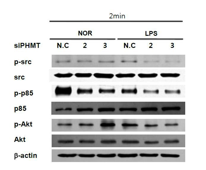 The effect of PHMT on Src kinase activation