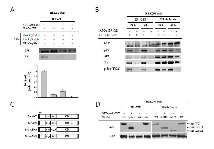 Critical role of actin polymerization in Src/actin binding