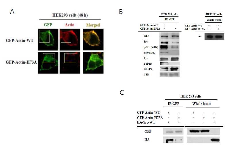 Critical role of methylated-actin in cytoskeleton and Src activation