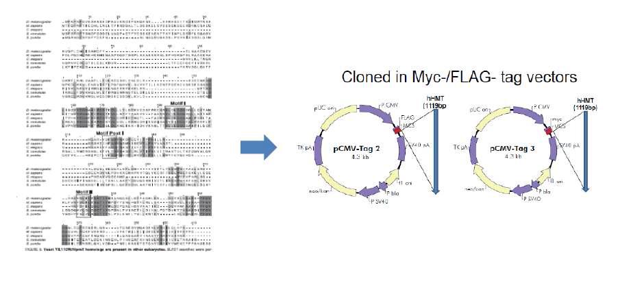 Cloning of Myc-/FLAG-tagged PHMT vector