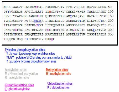 Putative Post-translational modification sites of actin